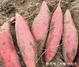 祛斑|每天2根红薯能减肥祛斑，但红薯和此物一起吃，有病也是自找的