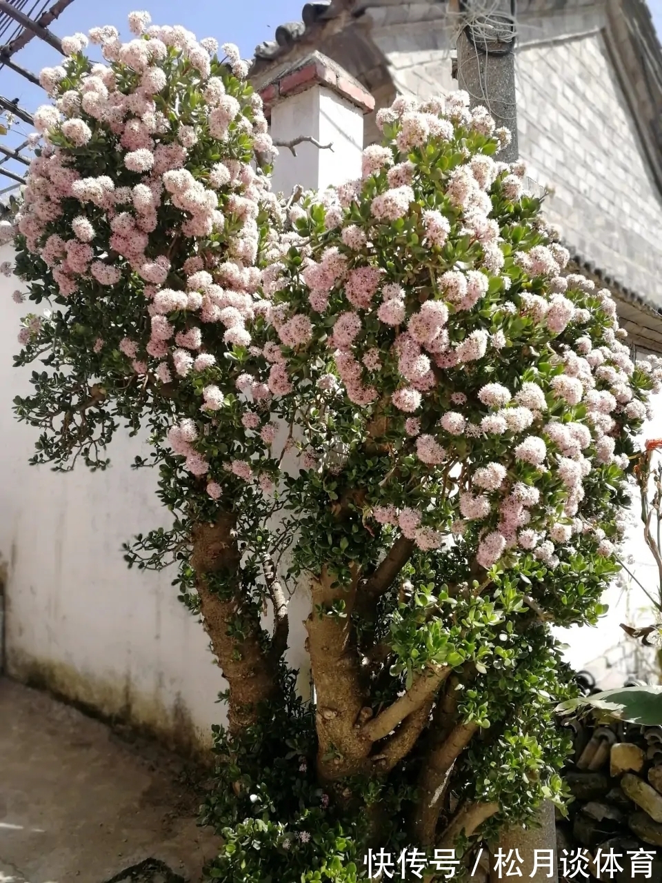 金枝玉叶|公认好养的5种花,能活一百年,开花吉利带仙气,越养越值钱