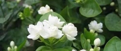茉莉花有4喜，了解掌握，开出层叠群花，满屋都是花香