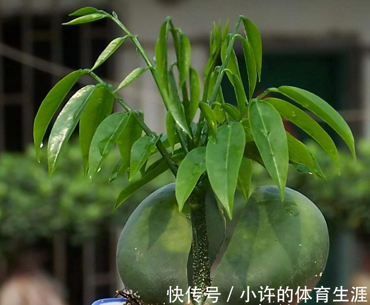 4种懒人专用盆栽,爱咋养就咋养,省时省心,就是死不了