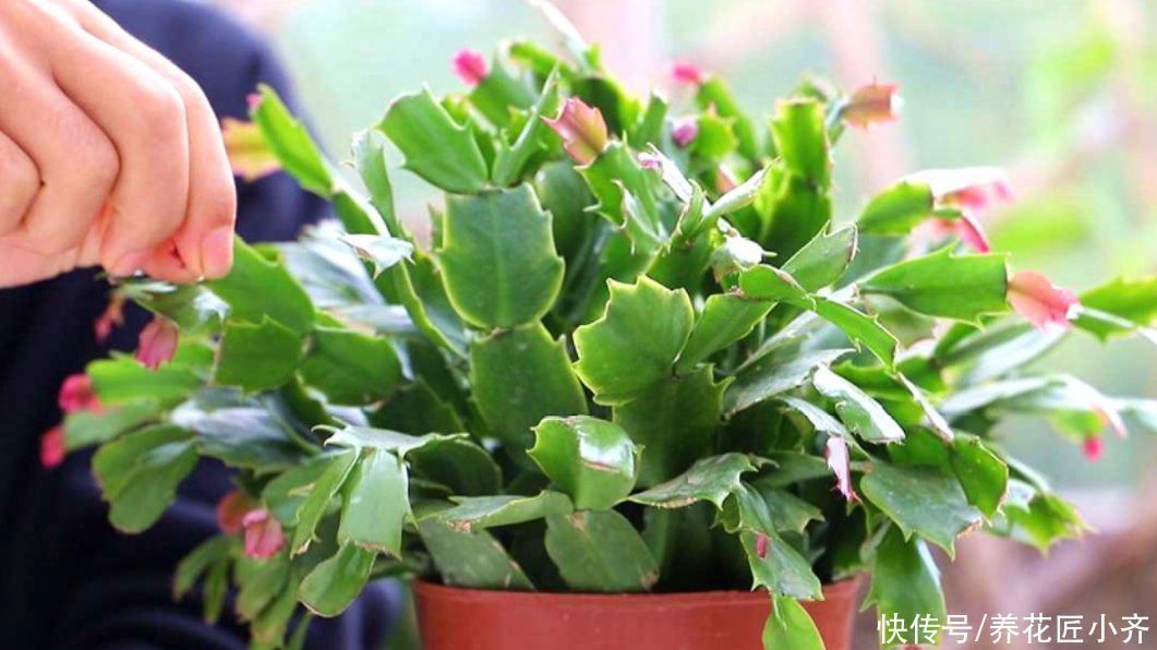 蟹爪兰要不要掐叶子?掐对就能开花多,掐错一个花苞也不长