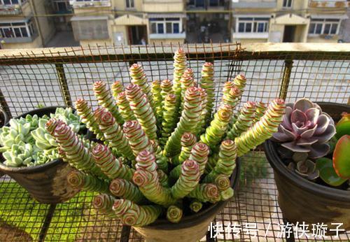 多肉钱串子扦插技巧,成活率99%,轻松一盆变多盆