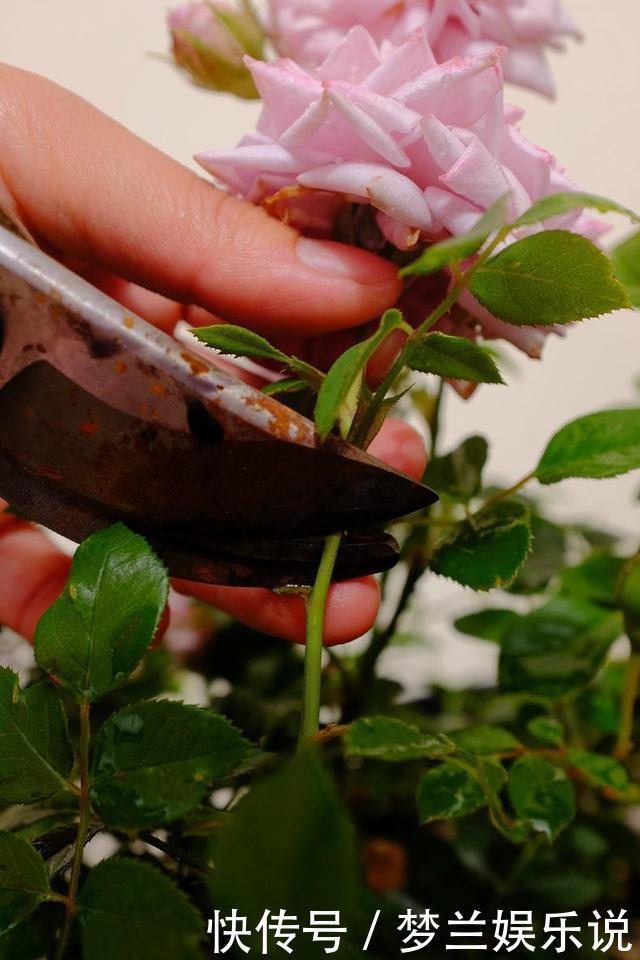 月季“扦插”活不了?老花友教你方法,枝条就能活
