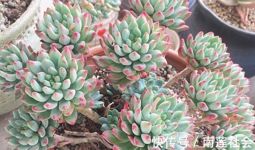 植株|哪些因素会影响到多肉蓝苹果出状态?此3点,不容忽视!