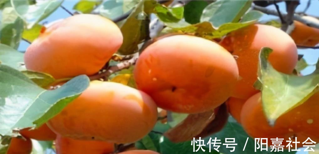 甲状腺肿大|女性想要皮肤好,3种食物天天吃,补充营养,身体棒棒哒