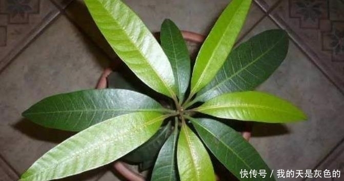 火龙果|4种水果核,撒到小花盆,一个月变精致小盆栽,还能养开花