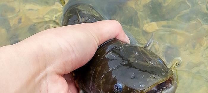 被人“误解”最多的鱼,5元1斤无人买,比甲鱼营养比鲫鱼好吃