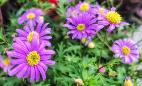4种花，花朵又大又美，名字也好听，还能散发阵阵花香