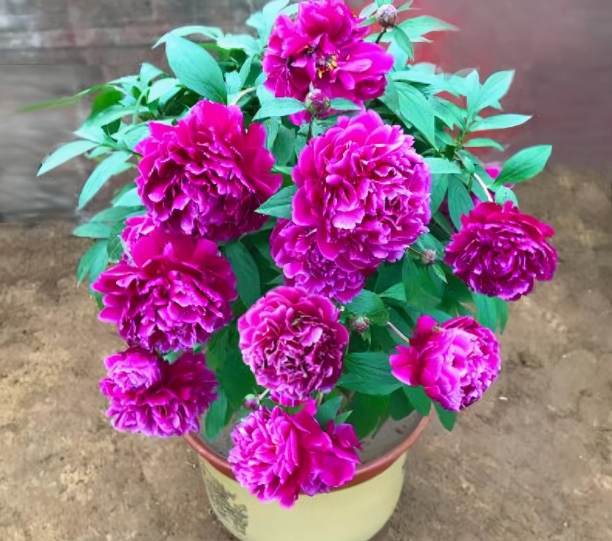 盆栽|3款值得盆栽的“长期花”,年年开花200多天,花朵个大色泽艳丽