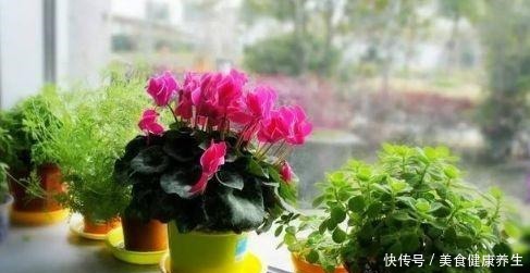 偷偷告诉你,高手养花必备“4个技巧”,养啥花都能“枝粗叶绿”!