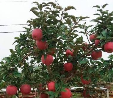 吃剩的3种水果籽扔盆里,学会此样做,轻松养成盆栽果树