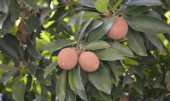 收获|人心果健胃消食、清肺润肺,掌握四个小技巧,轻松收获高产人心果