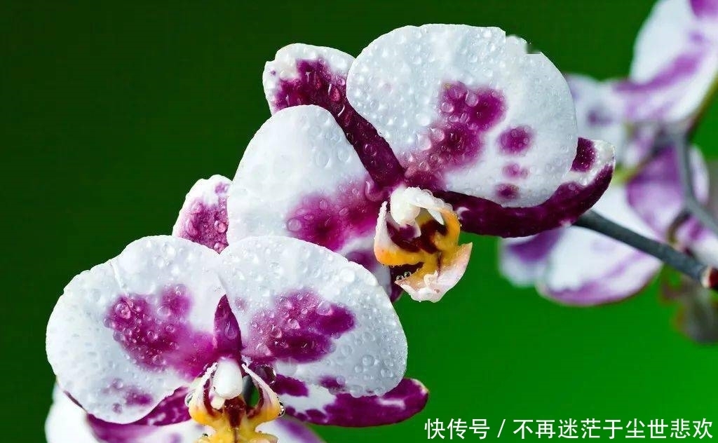 客厅花草别乱养,过年摆上这6种,添喜又添吉