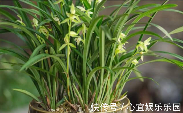 新芽|让“兰花”开爆盆记住几点,新芽冒得快,开花多,跟着学就行了