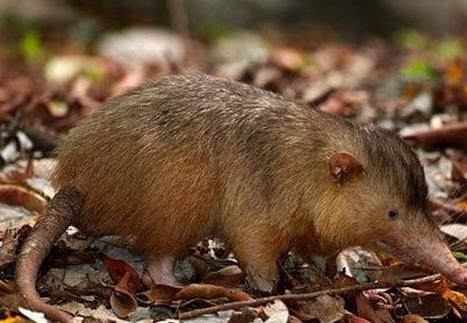 动物|一百年来,中国灭绝了多少动物?