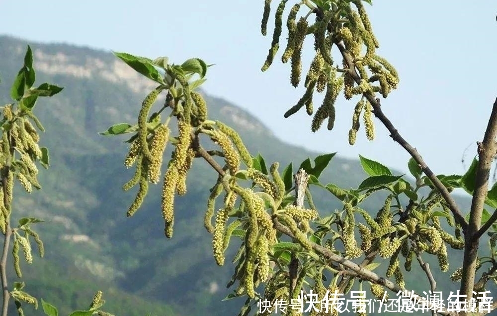 食用价值|这种树上野菜，儿时一摘数十斤，上锅一蒸就是美味，城里很难买到