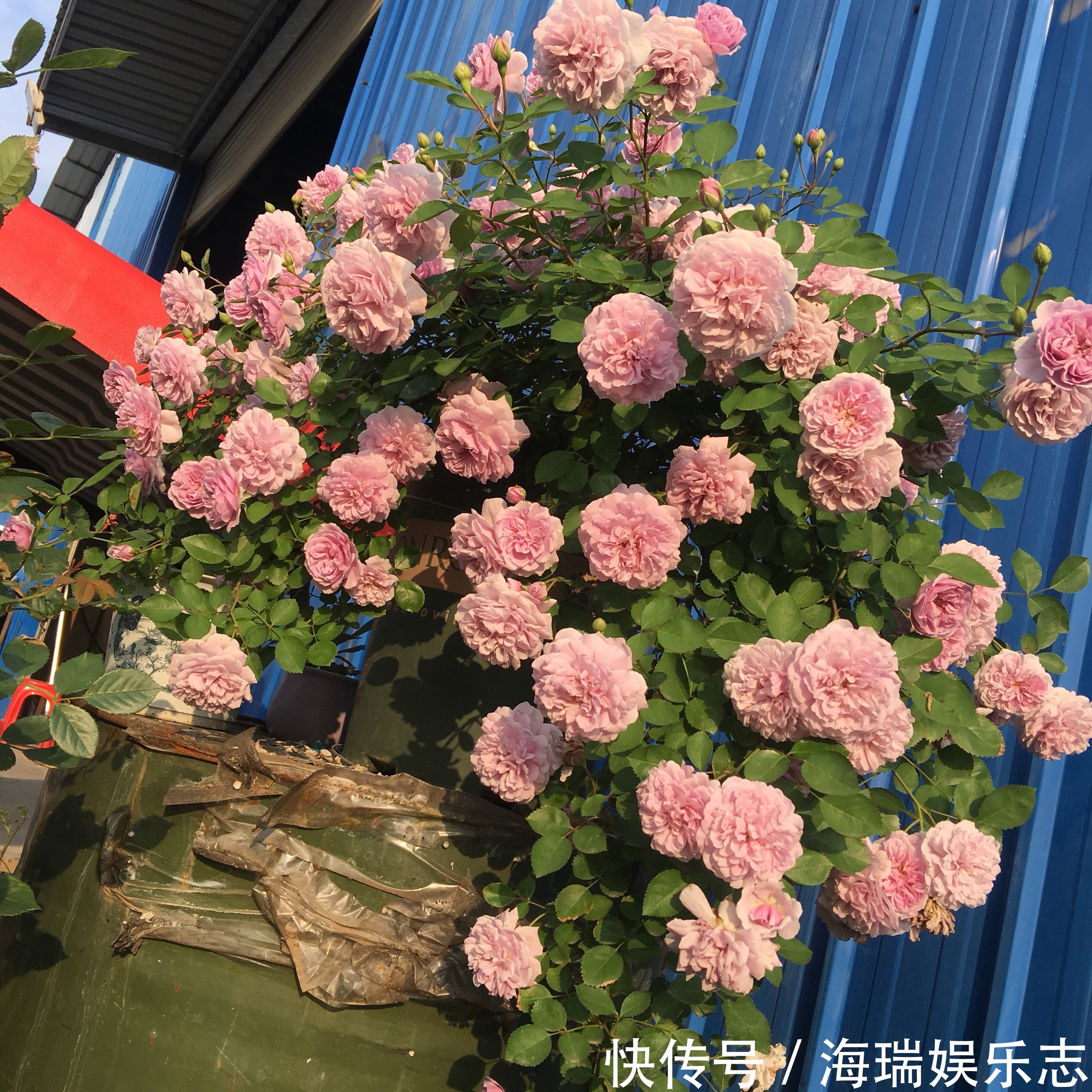 蓝雨|夏季最好养的花，丢土里就能活，春节时开花，花朵漂亮，花香四溢