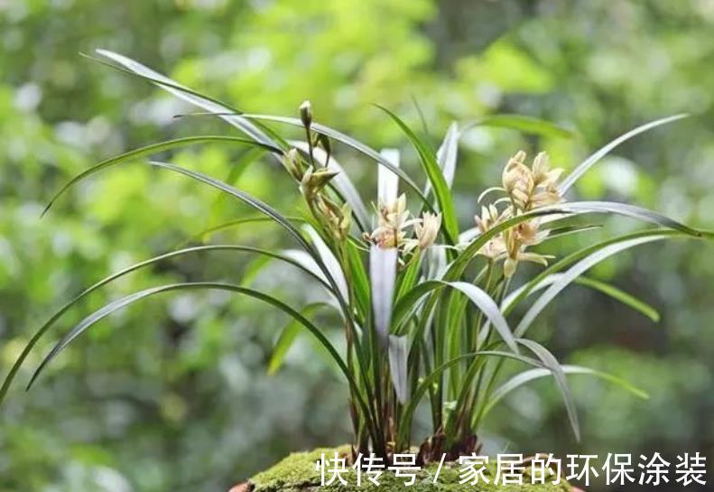 秋天养兰花,两个动作催一催,新芽花芽一起长,清香淡雅