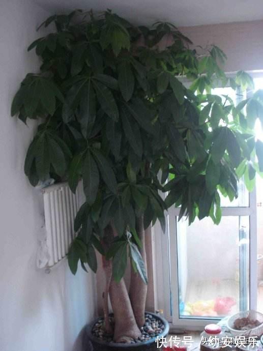 养好发财树，有1个诀窍，叶绿有光泽，枝繁叶茂，年年旺财运！