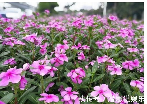 长春花|此花号称不败花，好养又漂亮，一年能开300多天，养成花海，贼美