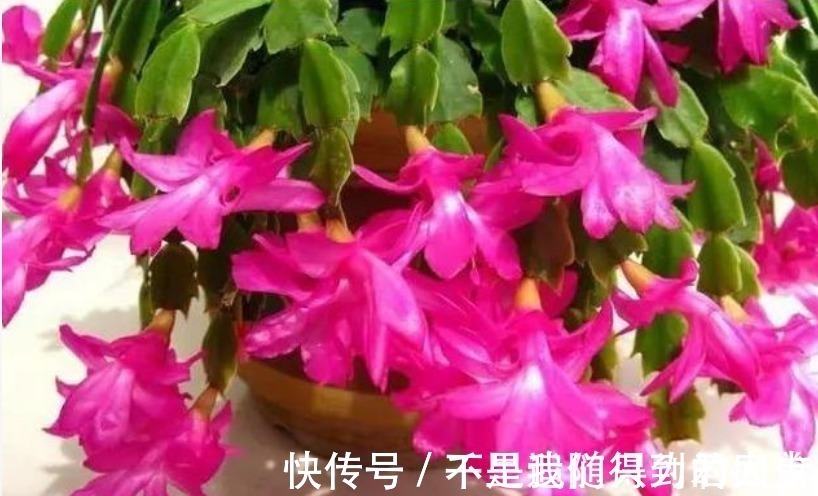 水杨酸|蟹爪兰想要“花苞”长的多,往盆里加1物,开花不停,拦都拦不住