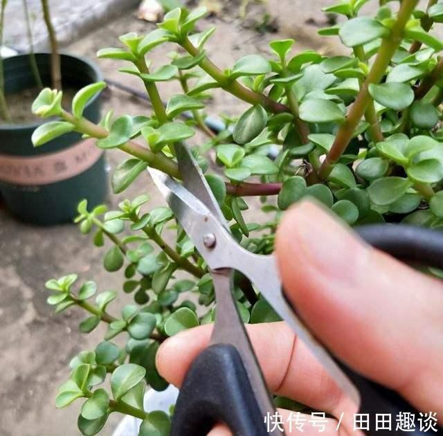 路边挖一棵马齿苋,养成老桩做盆景,开花一层层,真值钱了