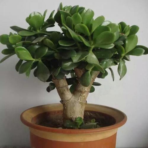 这些“贱花”不值钱,学会剪一剪,变成“老盆景”,价钱翻2翻