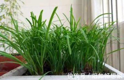 小小阳台种韭菜,不用花太多的功夫,想吃就割可以割八年