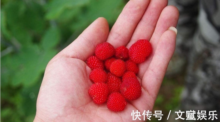 蛇莓|农村地头一种野果,有点像草莓,老中医却说此物可以用来治病