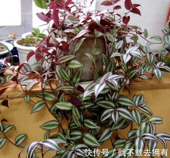 净化|土豪都养3种花,镇宅又旺运,寓意吉祥人人爱,家里养真适合