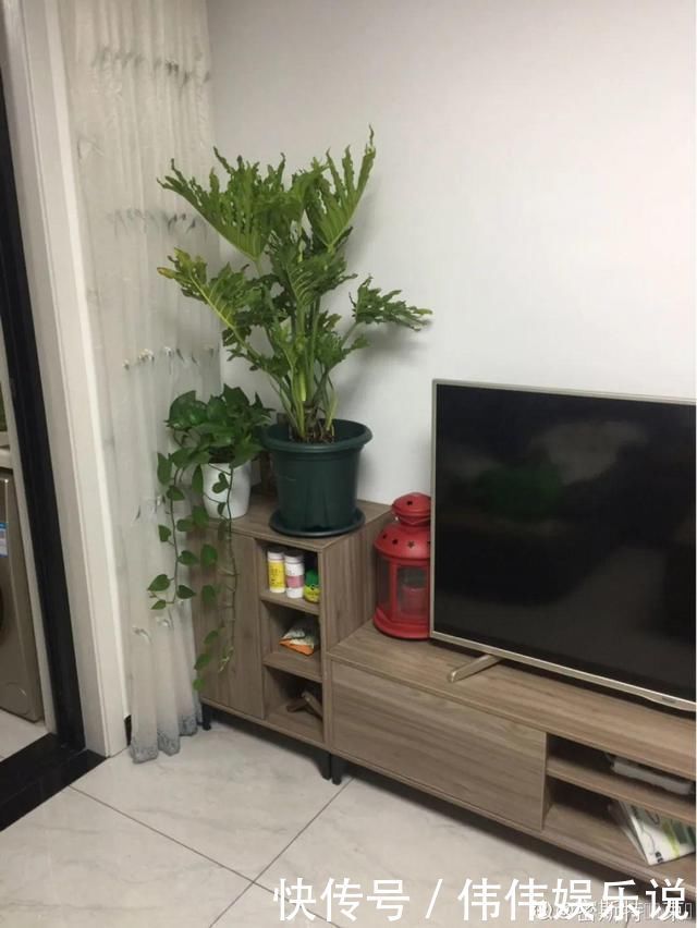 地方|夏天养花,这个地方千万别摆,否则3天死翘翘