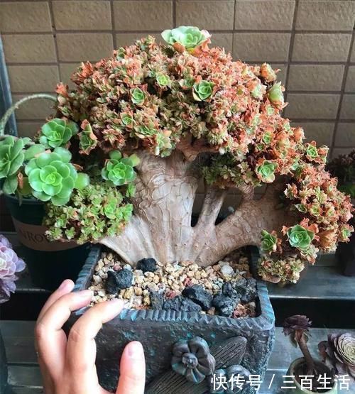 一日三餐|养肉的最高境界,多肉都缀化了,长成了小树桩,像极了孔雀开屏