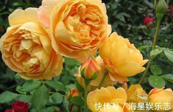 珍品|8月养菊花选盆“珍品”开花似“毛球”花姿简单优雅，养上超值