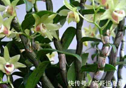 脱氧野尻霉素|糖尿病的4大“克星”，最牛“胰岛素”，连吃7天血糖稳如泰山！