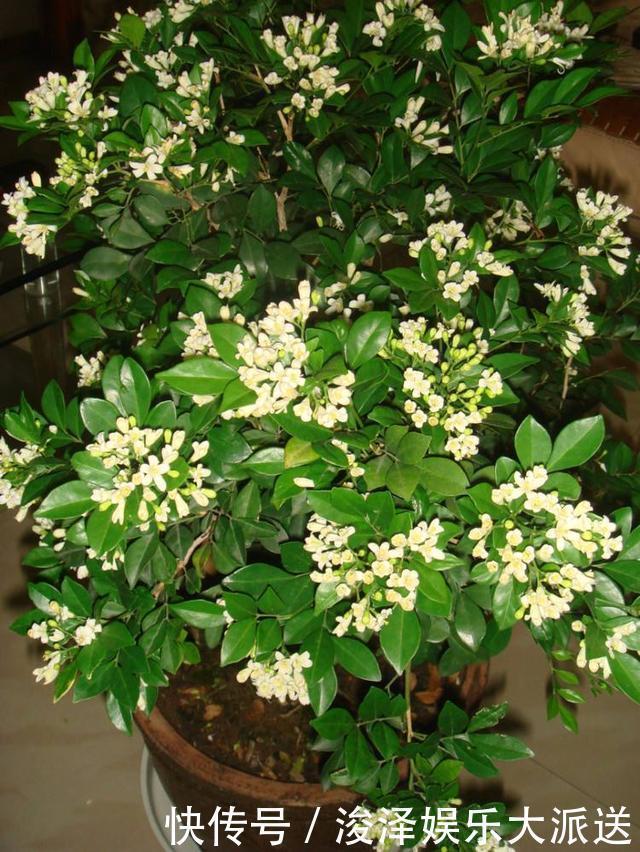 香味|晚上睡不着觉的人,养上这种“花”,香味浓浓,一觉睡到天亮