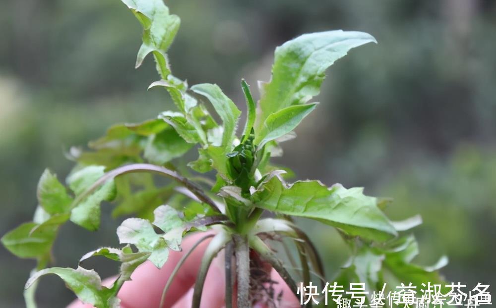 美味|它是地里生长的“天然青霉素”,隔三差五吃一次,营养美味又解馋
