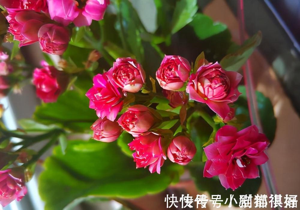 寓意|五种“吉祥花”,建议养一盆,不仅寓意好,还利于健康