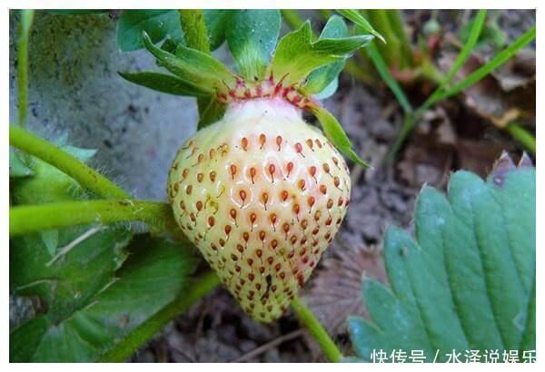 维生素c|夏天来了，多吃三种水果，增加抵抗力，延缓衰老，早吃早好