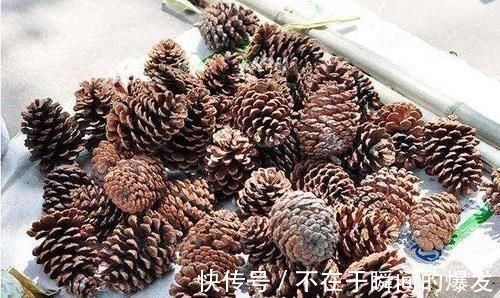 腐叶土|3种“废物”捡回家,扔花盆里,土肥的流油,养花猛长不含糊