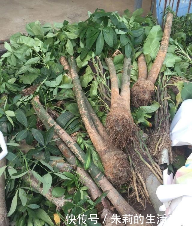 出门最容易“捡到”的5种花,拿回家剪几刀,不花钱成好看盆栽!