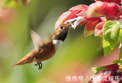 人好不如命好，这生肖女最有福，生的子女个个是上等命，福泽子孙