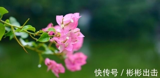 爱情|8月中，桃花漫天，喜鹊入宅，缘分天降，爱情甜蜜，相约白首到老