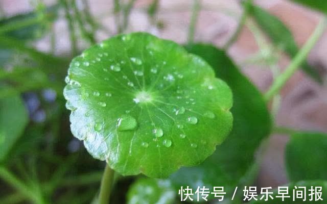 4种“懒人花”，浇点水就疯长，枝壮花多空气好，不会养花就养它