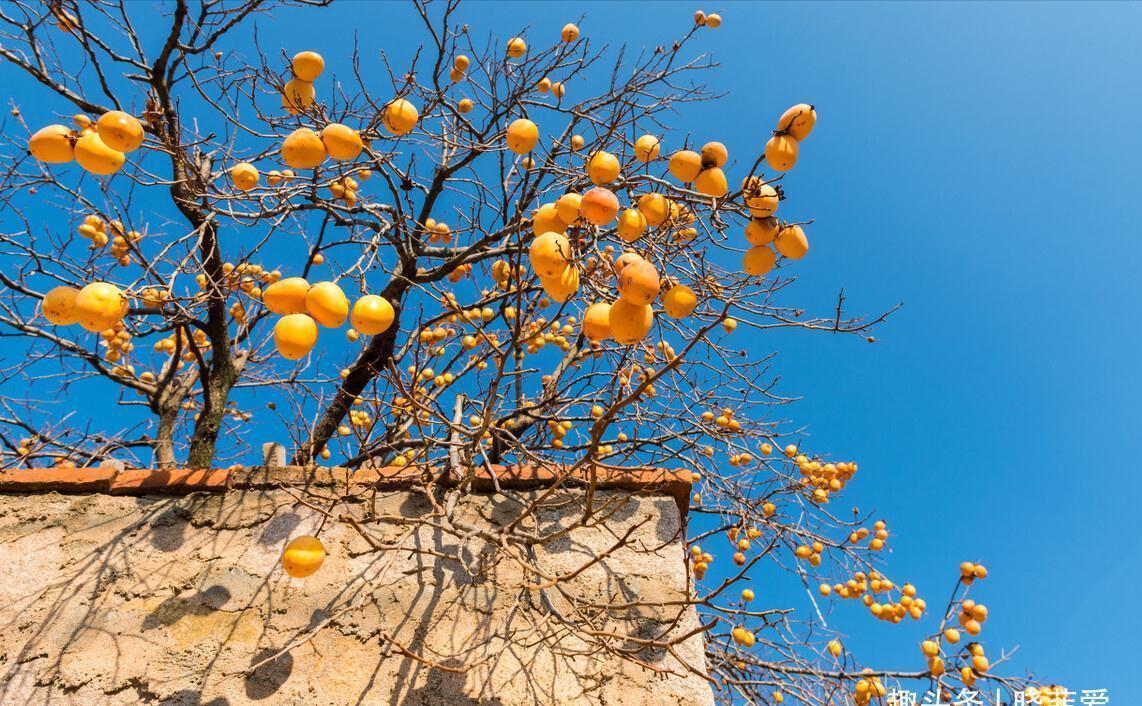 佛手|院子里适合种7种“镇宅树”,随便种一棵,“旺财添福”更旺家