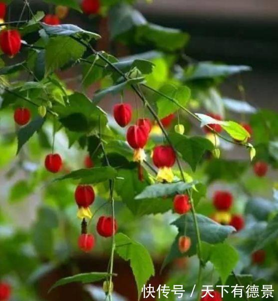 牡丹|家里要养4种花,开花吉祥又喜庆,比牡丹美,比绿萝好养!