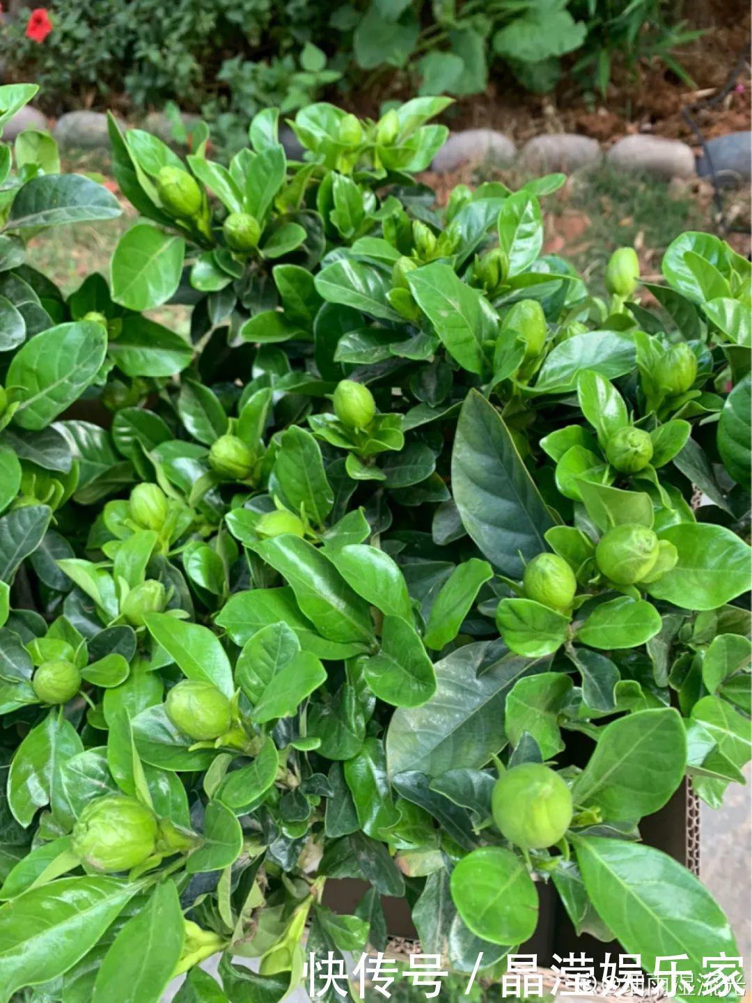 白粉病|给花喷点杀菌水，虫子全杀死，杀菌消毒叶子绿