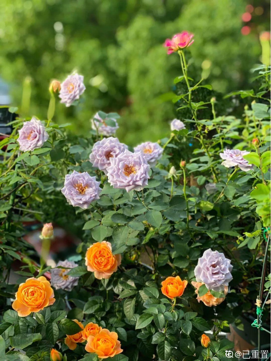 蓝目菊|蓝雪花妥妥的开花机器，花量大、花期长，让人不得不爱