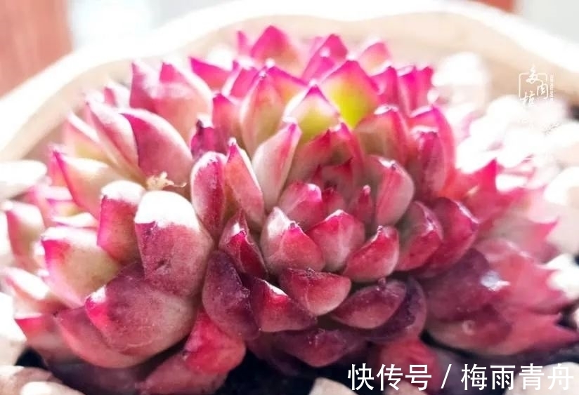 爱上多肉:何须浅碧轻红,自是花中一流!