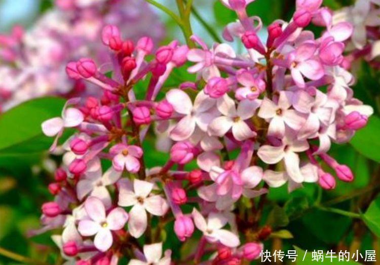 4种花养了就爆盆,好养易活开花漂亮,浇水就疯长,爆盆很容易