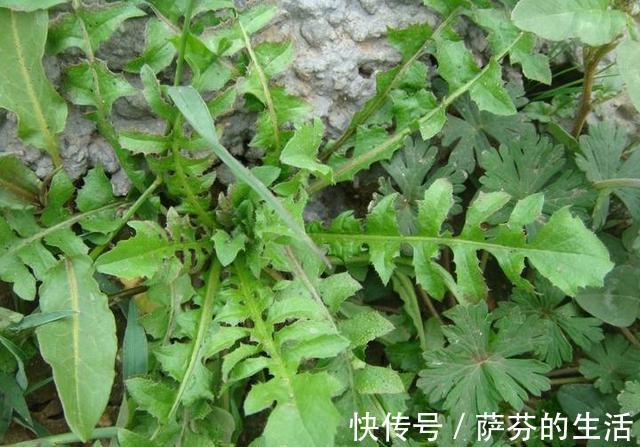 荠菜|农村此几种野菜,有钱人当成宝,恨不得天天吃,营养不输冬虫夏草